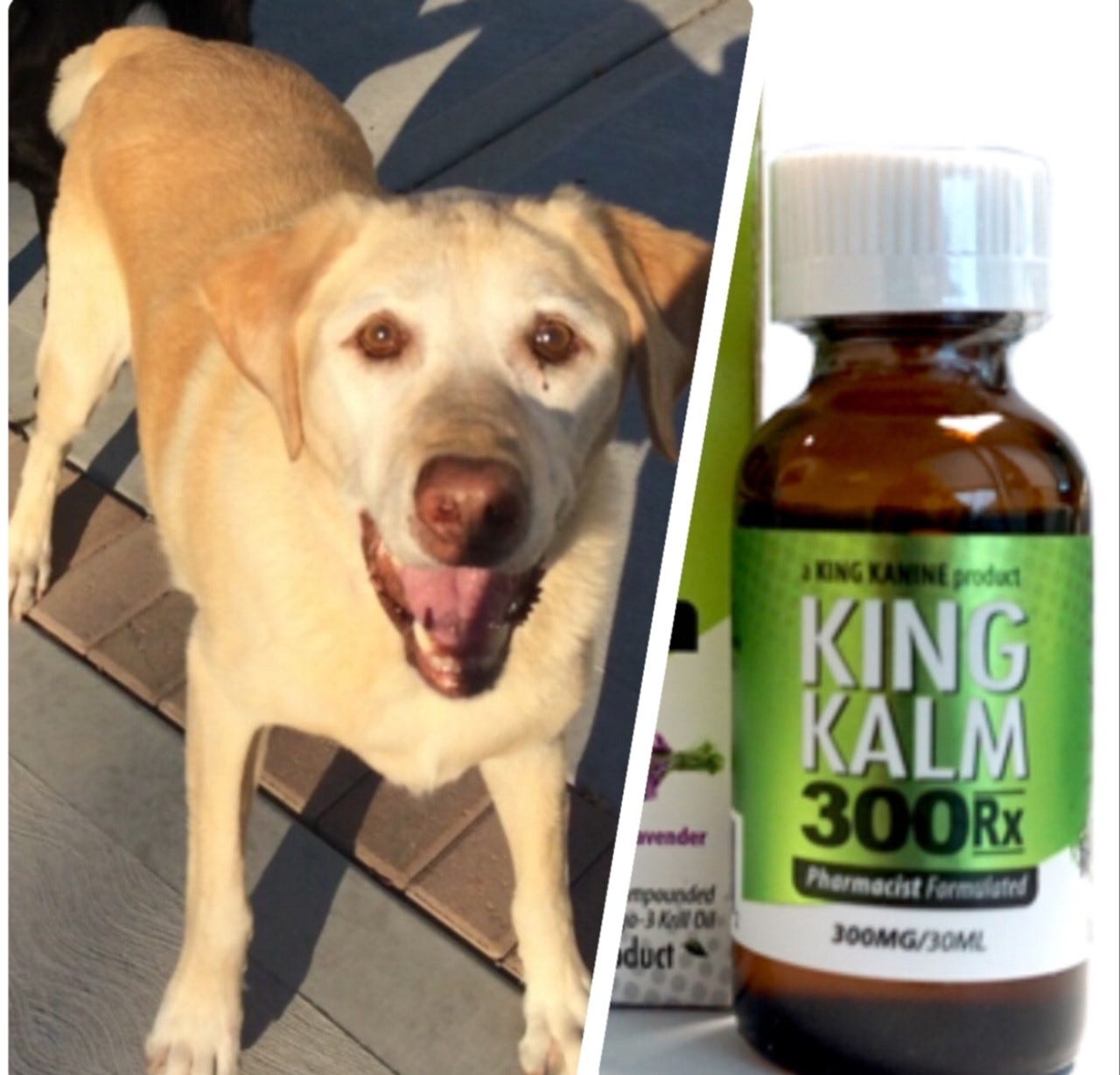 saw palmetto for dogs